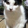 仔猫の里親募集 サムネイル3