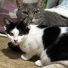 仔猫の里親募集 サムネイル4