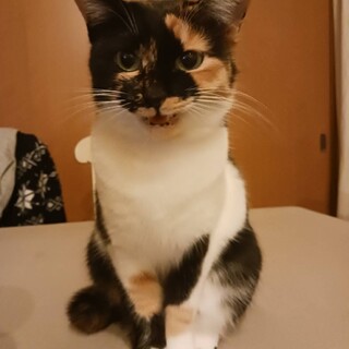 譲渡会のアイドル、三毛猫ぼんちゃん！