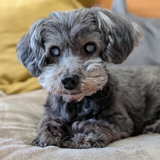 小型Mixぶんた♂シニアだけど元気いっぱい