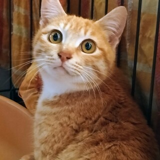 水かけ現場から保護◇人馴れ１年生の茶々丸