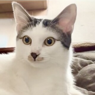 目尻のまつ毛模様がかわいいカツラ猫のみことちゃん♪