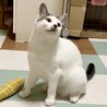 目尻のまつ毛模様がかわいいカツラ猫のみことちゃん♪