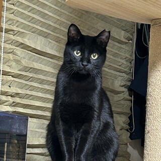 黒猫　10ヶ月　オス
