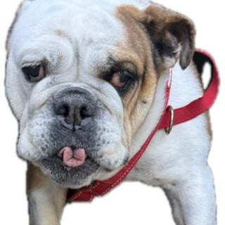 ブルドッグの女の子です