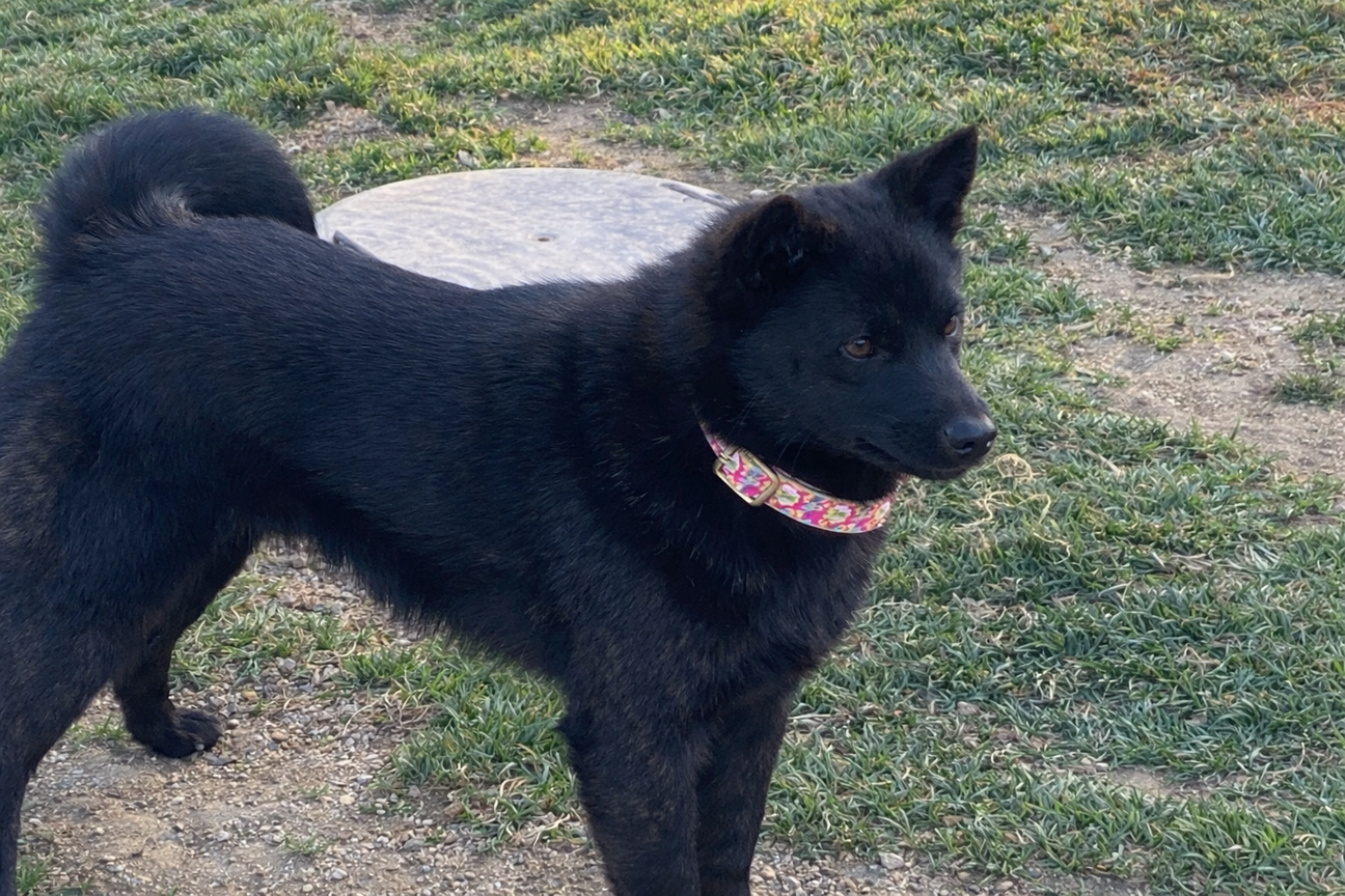 甲斐犬 応募多数のため一...」三重県 - 犬の里親募集(536318) 1枚目の 