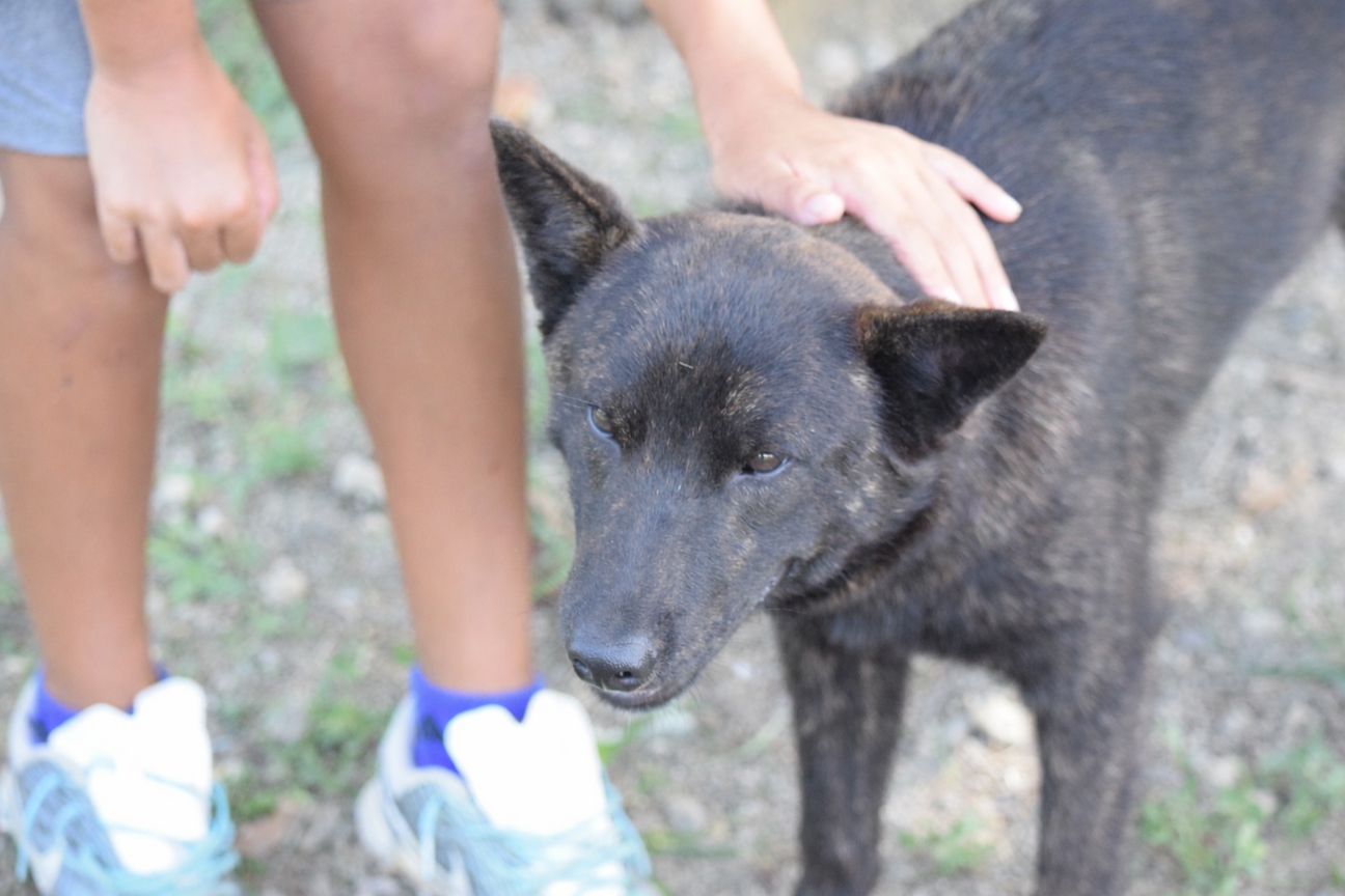 甲斐犬 応募多数のため一...」三重県 - 犬の里親募集(536318) 3枚目の 