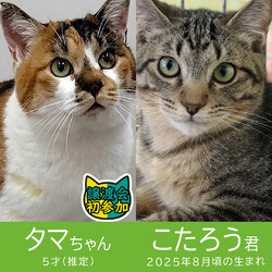 17匹「ひにゃまつり」／みよし市