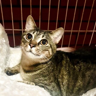 チェリオに恋して♥️