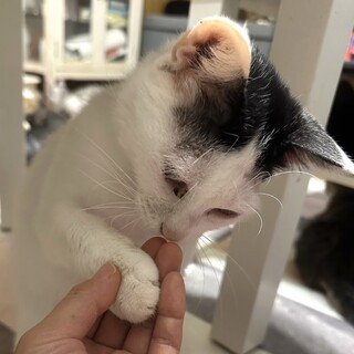 毎日握手会(笑)なでなで大好き穏やか猫のズラちゃん