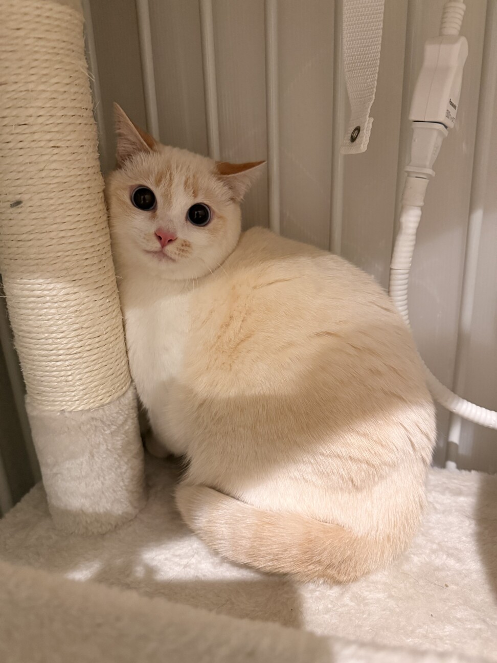 控えめ多頭OKなロイヤルちゃん」大阪府 - 猫の里親募集(536321) 2枚目