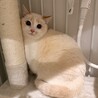 控えめ多頭OKなロイヤルちゃん サムネイル2