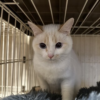 控えめ多頭OKなロイヤルちゃん