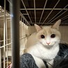 控えめ多頭OKなロイヤルちゃん サムネイル3