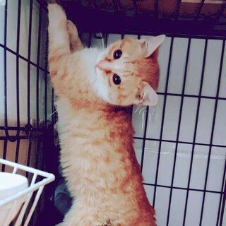 3/29譲渡会】あざといエアにゃー★きんきん君