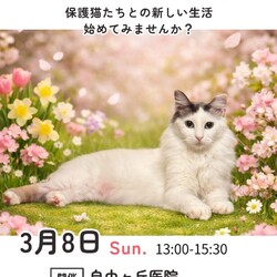 保護猫譲渡会　名古屋市