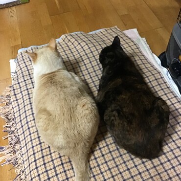 2月22日今日は猫の日、僕たち私たちの日よね！みんなで一緒に遊びましょ