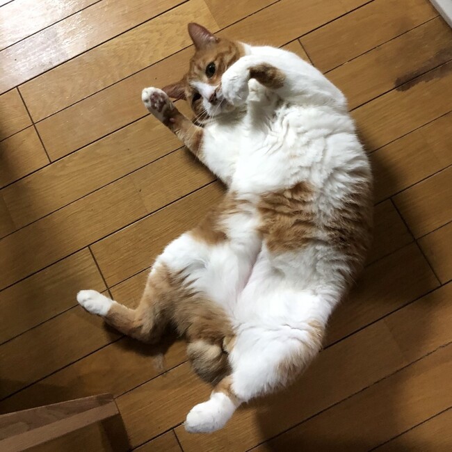 夜猫あるのカバー写真