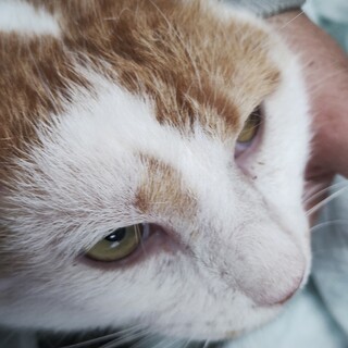 �悵���c�̂͂łԂ���A���͗ǂ�