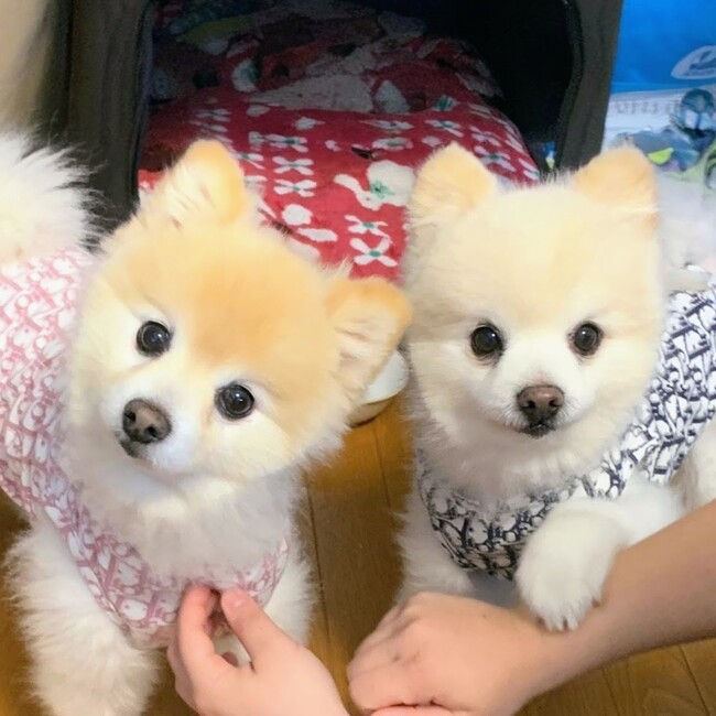 ボスくんママのカバー写真