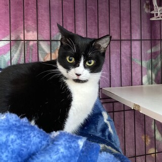 ハチワレ控えめな性格の女の子金ちゃん