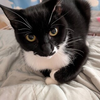 マスカレード柄甘えん坊の銀ちゃん