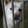 紀州犬風のかっこいい【澄春（すばる）】くん