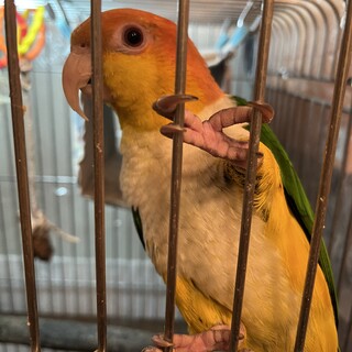 シロハラインコ１才オス