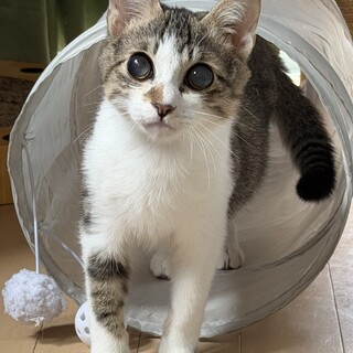 それでも人間信じます。キジシロ天使のつむぎくん