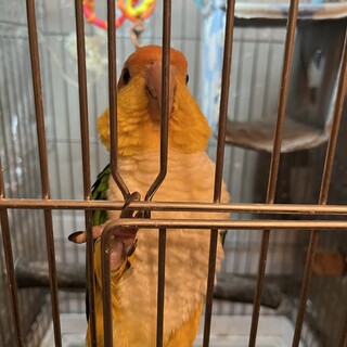 シロハラインコ１才メス