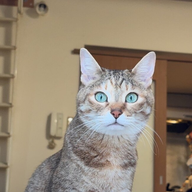 isgrのカバー写真