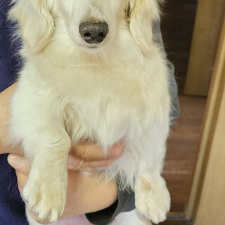 ７歳のダックスの女の子です。