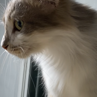 新しい家族を募集してます