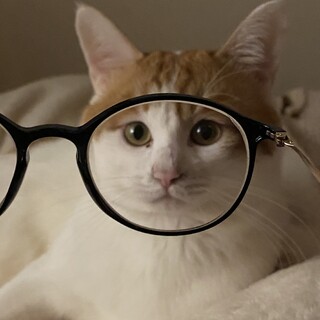 かっこいい、おめめが可愛い茶白です！