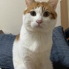 かっこいい、おめめが可愛い茶白です！ サムネイル2