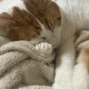 かっこいい、おめめが可愛い茶白です！ サムネイル4