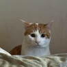 かっこいい、おめめが可愛い茶白です！ サムネイル3