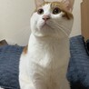 かっこいい、おめめが可愛い茶白です！ サムネイル5