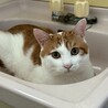 かっこいい、おめめが可愛い茶白です！ サムネイル6