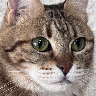 レナ：人馴れ抜群！アメショMIXの女の子