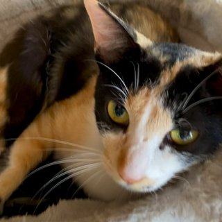 新しい家族を募集してます