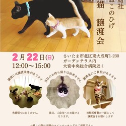 秘密結社ねこのひげ♡保護猫譲渡会