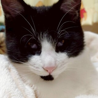 遊ぶの大好き　みつば君