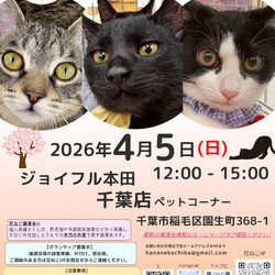 花ねこ譲渡会