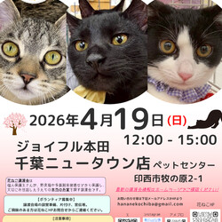 花ねこ譲渡会