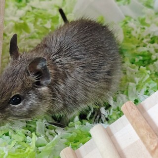 デグーちゃん（ブルー系）