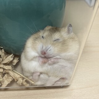 ジャンガリアンハムスター(イエロー)