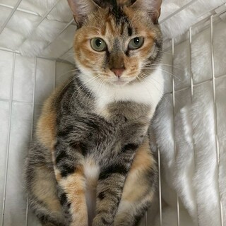 クコちゃん♀@約2歳未満