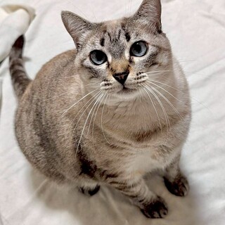 ひわちゃん♀@約2歳