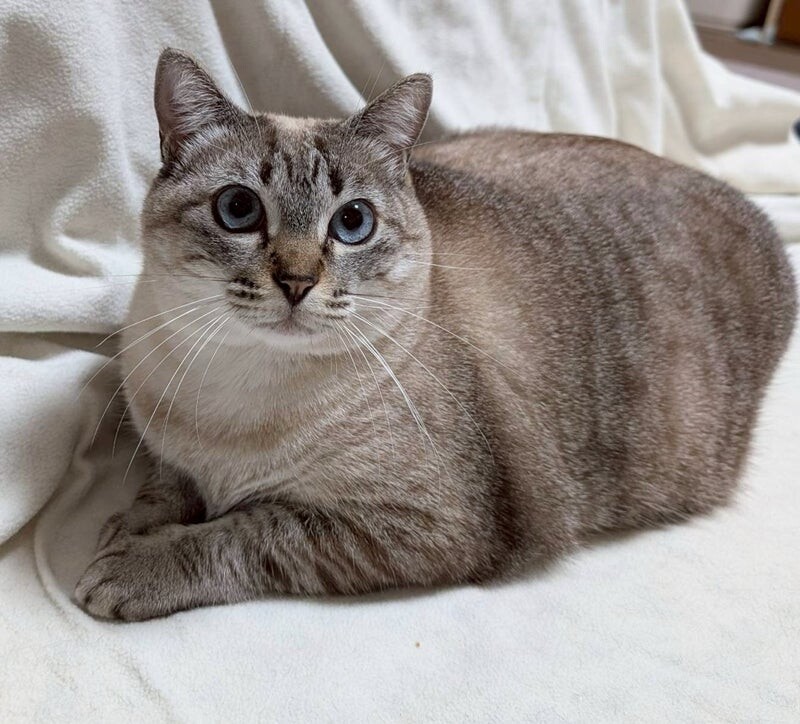 ひわちゃん♀@約2歳 サムネイル2